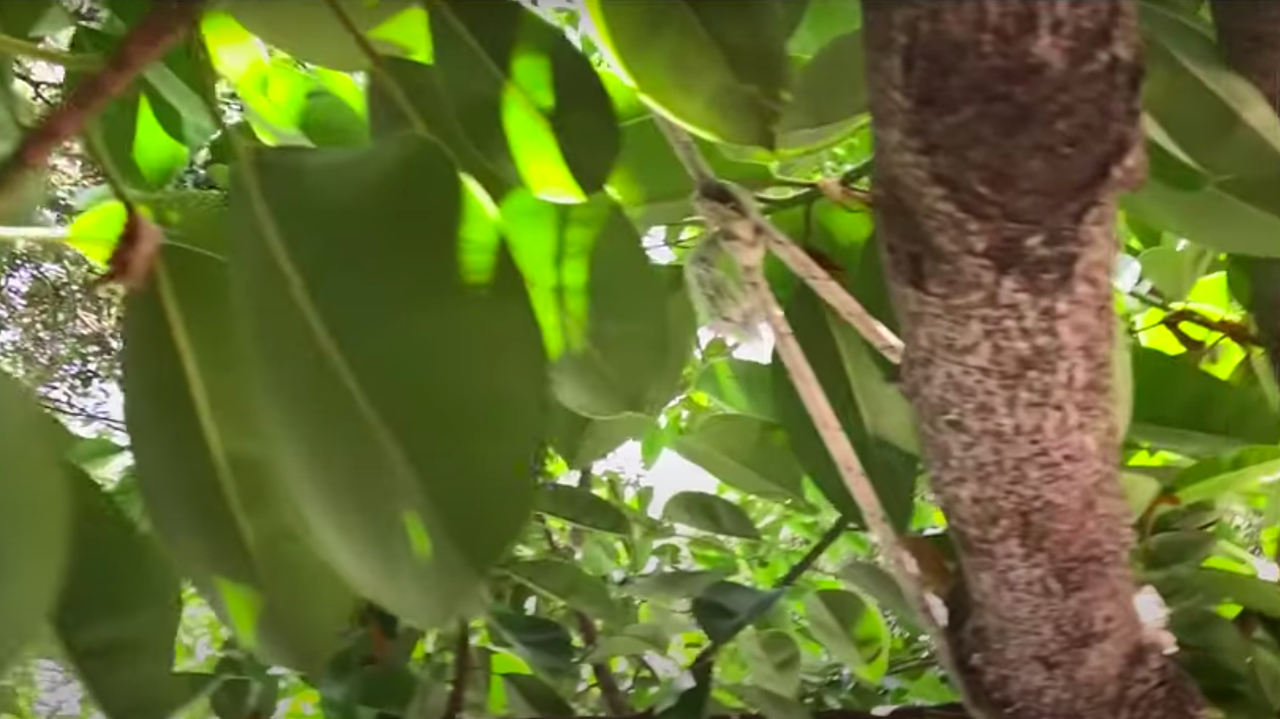 Printemps – Été2021